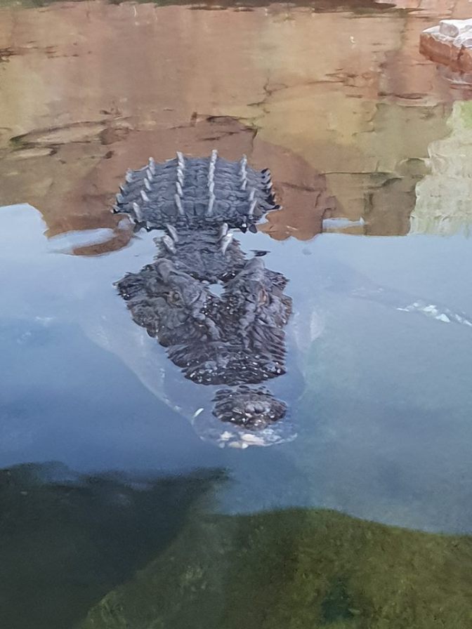 38036989_2082837371979611_1956435960711348224_n